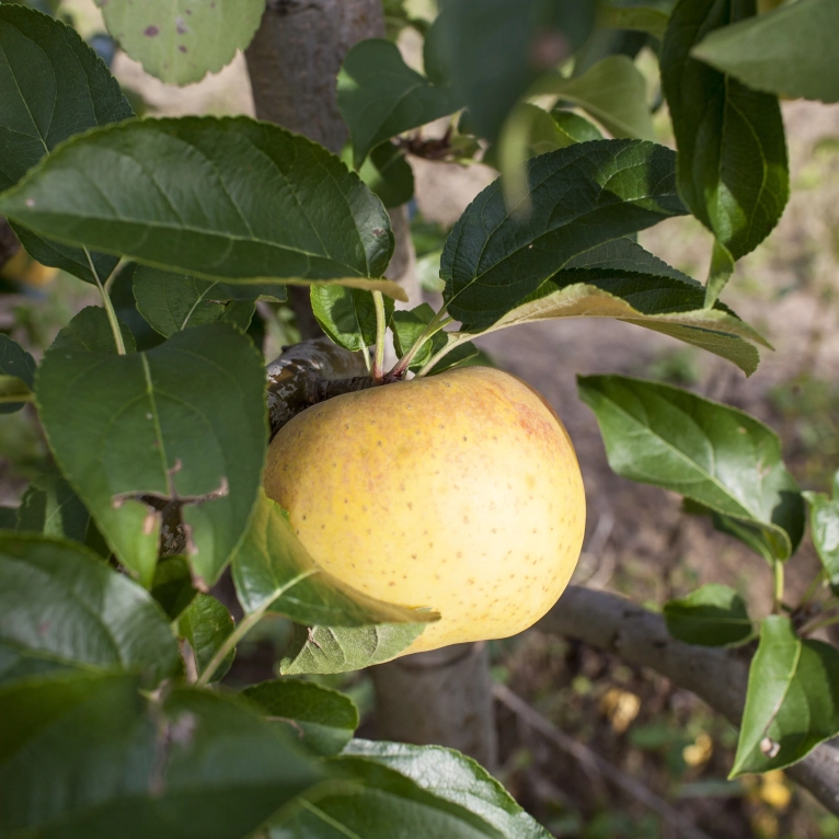 Cagette de pommes Chanteclerc