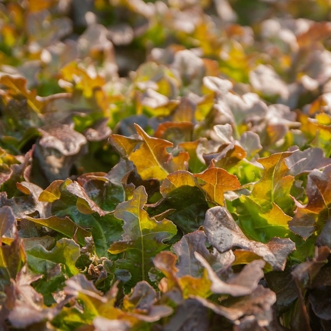 Salade Feuille de Chêne Brune BIO