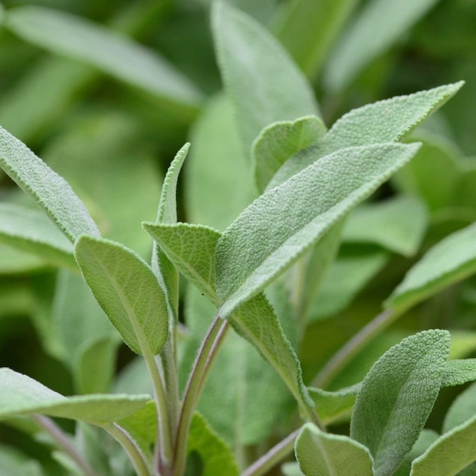 Bouquet de sauge, Herbes aromatiques