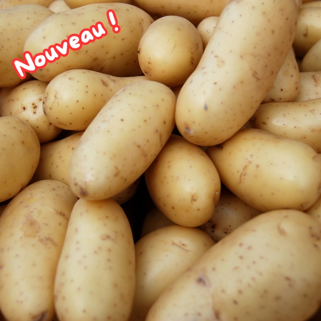 Pommes de terre Jazzy (chair ferme)