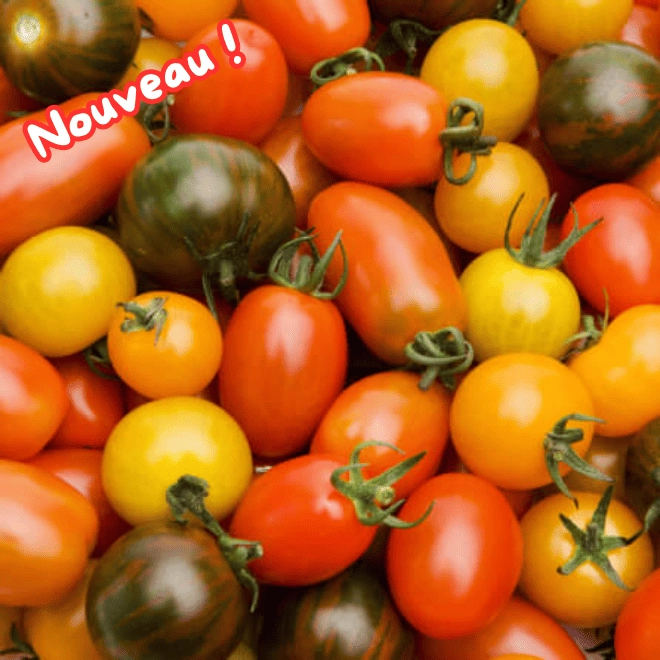 Tomates cerises méli-mélo