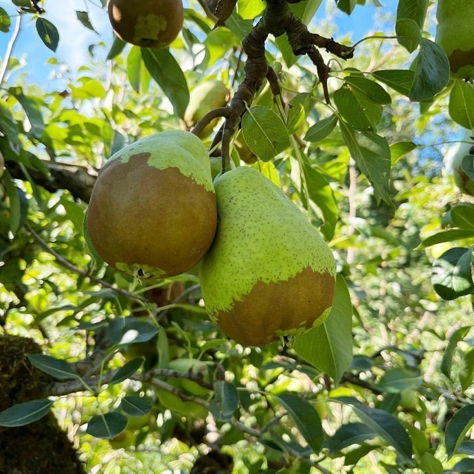 Cagette de poires Guyot