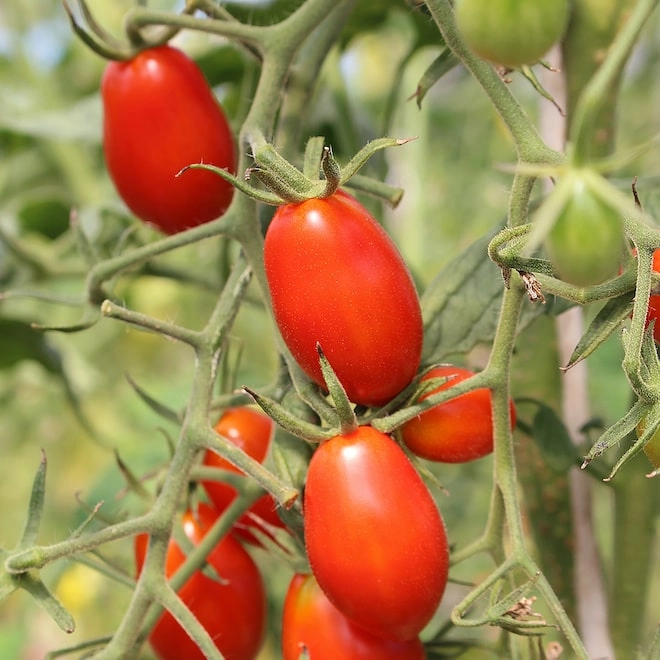 Tomates cerises allongées BIO