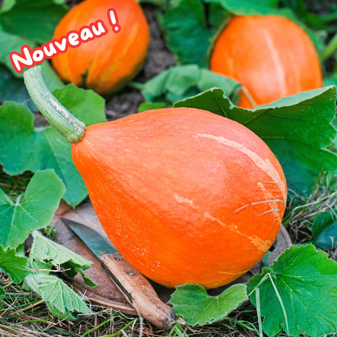 Potimarron BIO