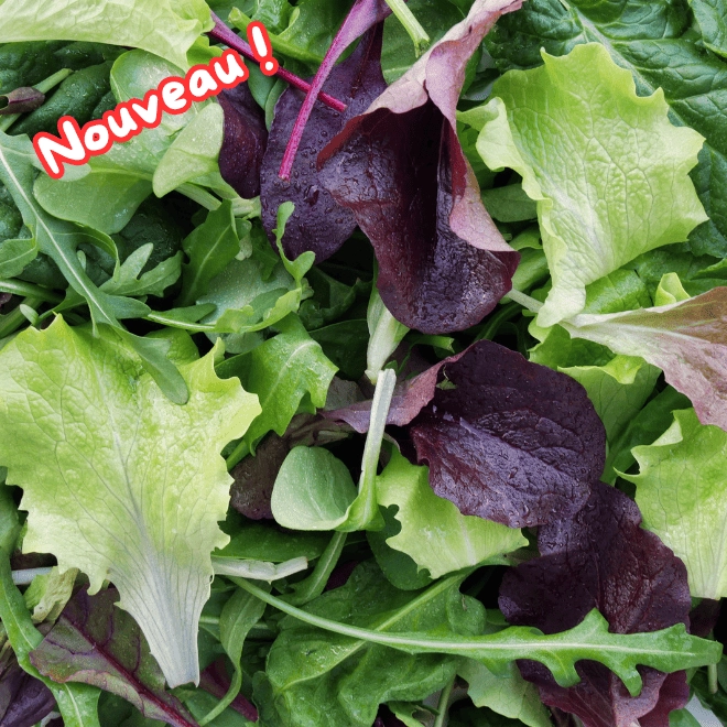 Mesclun