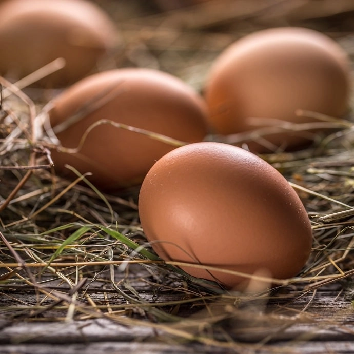 Oeufs frais plein air BIO - Paniers d'Azur