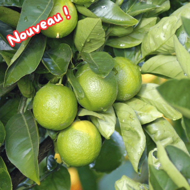 Cagette de citrons verts