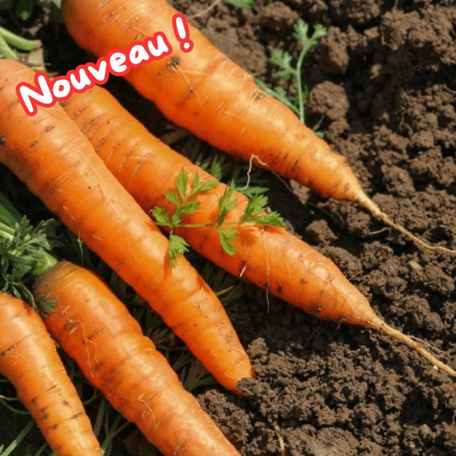 Botte de carottes fanes
