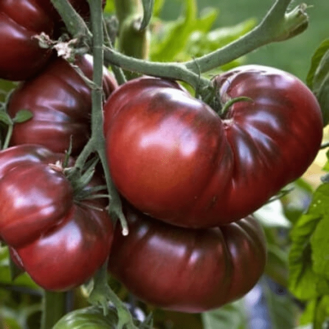 Tomates Noires de Crimée