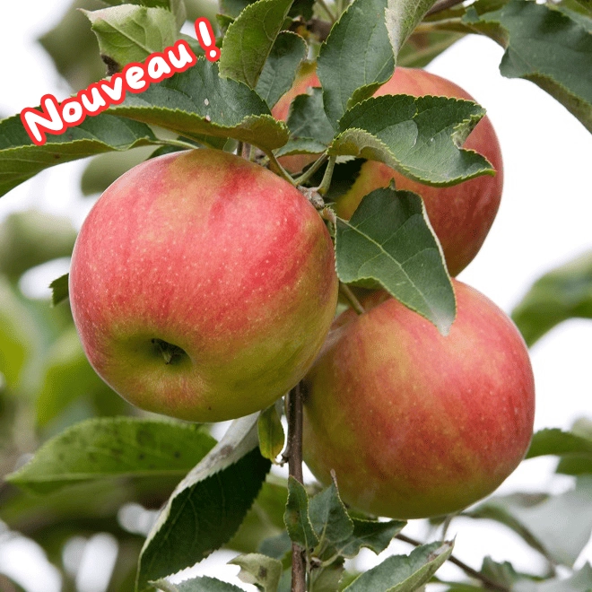 Pommes Idared