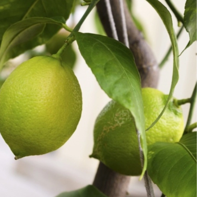 Cagette de citrons BIO