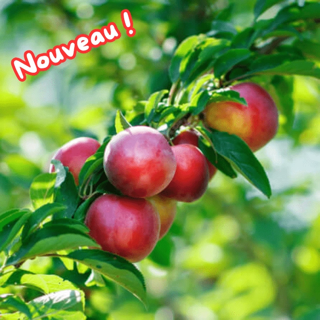 Cagette de nectarines