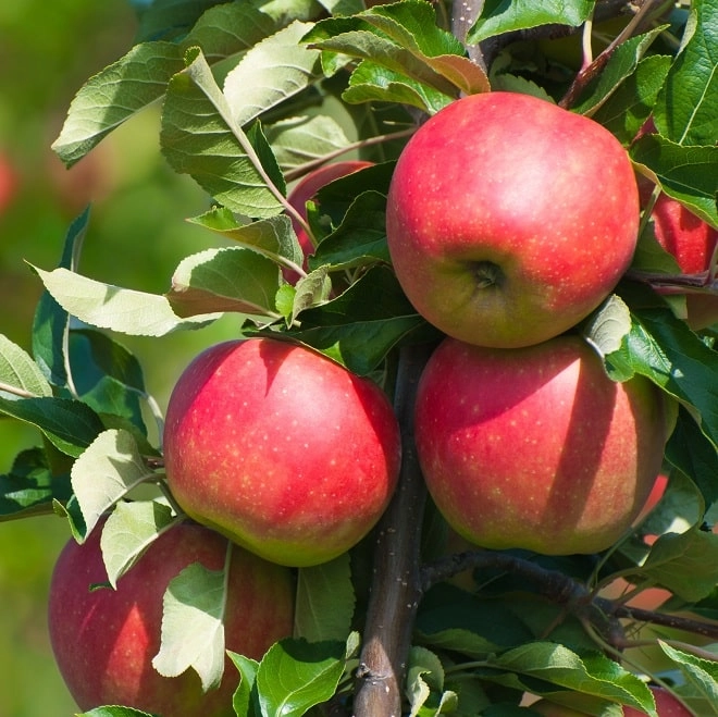 Pommes Crimson BIO