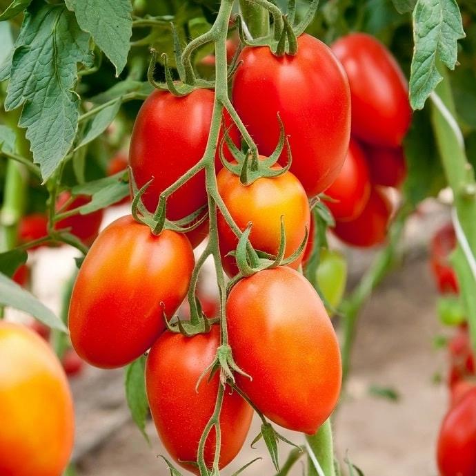 Cagette de tomates Roma