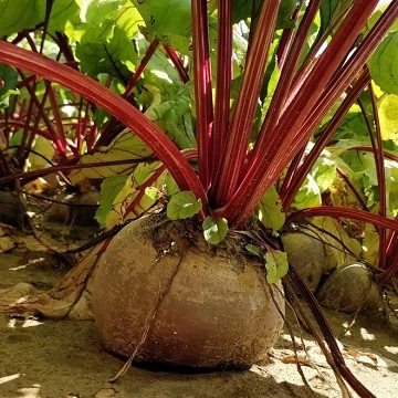 Betteraves rouges crues BIO