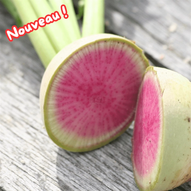 Cagette de radis red meat