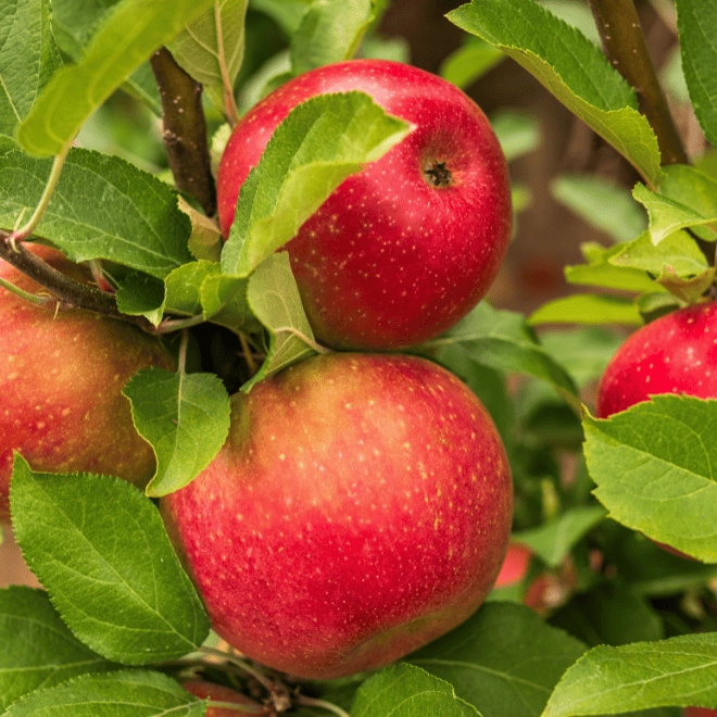 Cagette de pommes Ariane