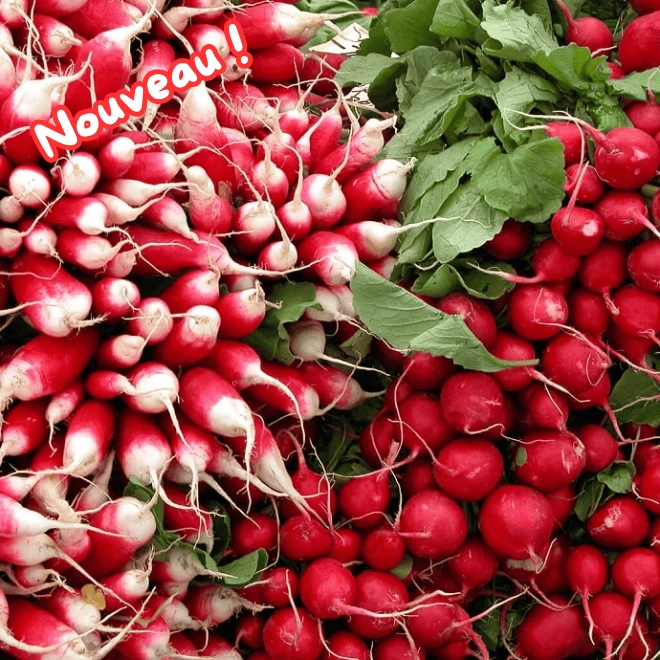 Botte de radis roses