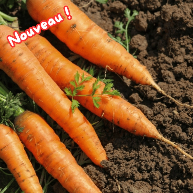 Botte de carottes fanes