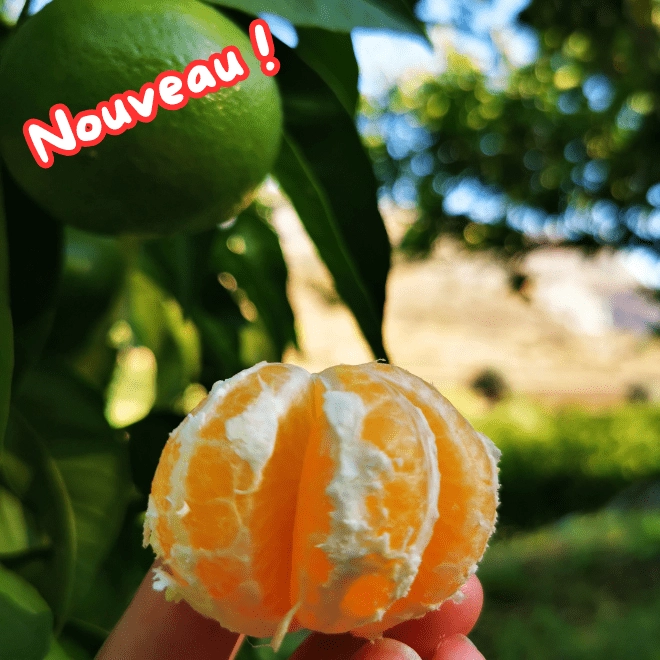 Mandarines Satsuma BIO