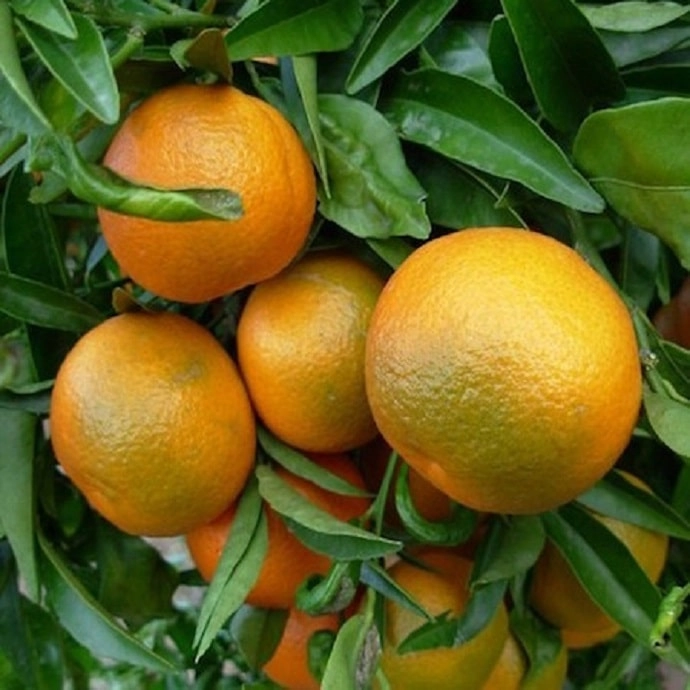 Cagette de clémentines feuilles Corses IGP