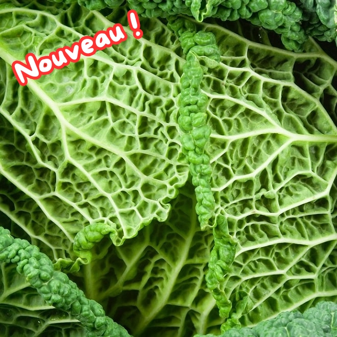 Chou frisé