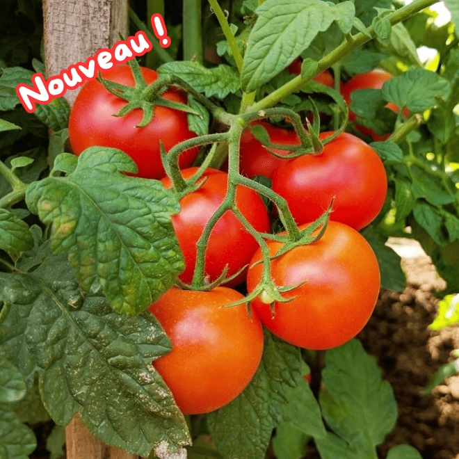 Cagette de tomates grappe