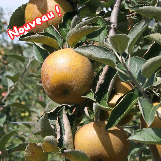 Pommes Canada Grises