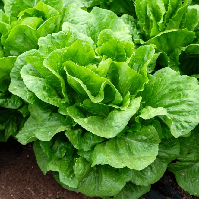 Salade laitue