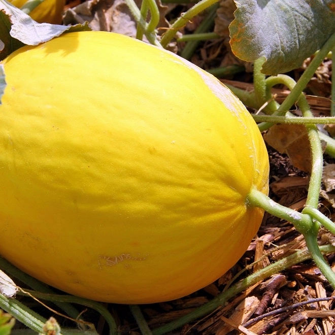 Melon canari