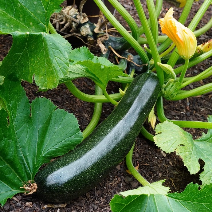 Cagette de courgettes longues BIO