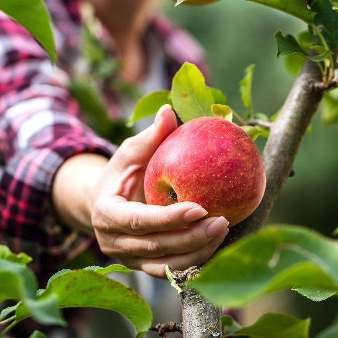 Déréglement climatique : quels risques pour les arboriculteurs ?