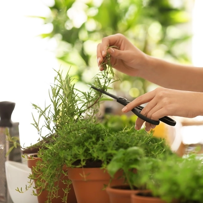 Cuisinez comme un pro : les meilleures astuces pour utiliser les herbes aromatiques