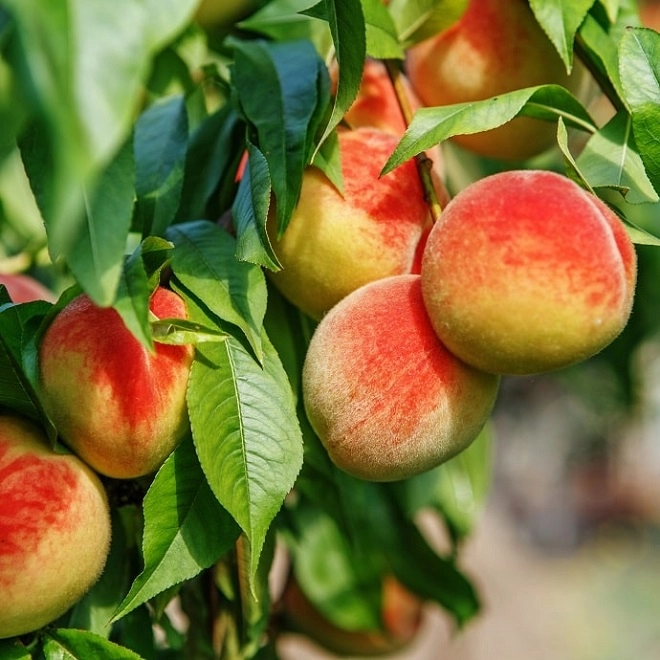 Top 11 des fruits et légumes les plus rafraîchissants pour l’été