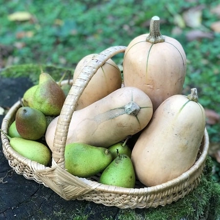 Acheter sa butternut
