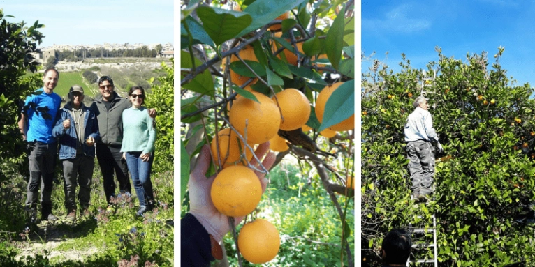 Paola, notre productrice d'agrumes BIO