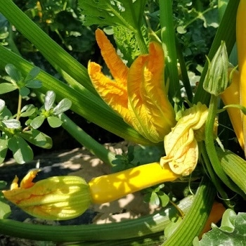 Fleurs de courgettes