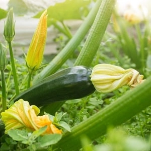 Courgettes