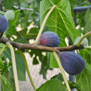 Figues Black Mission