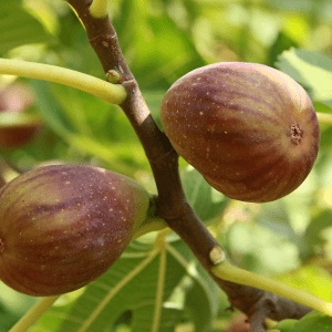 Figues Brown Turkey