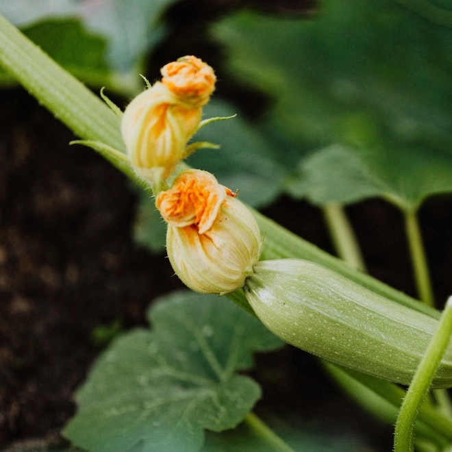 Fleurs de courgettes