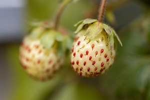 Fraises blanches