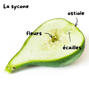 La sycone