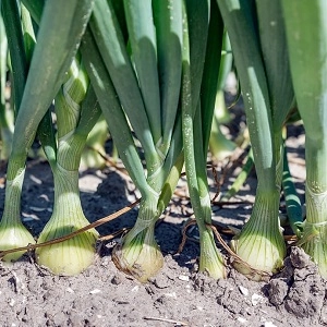 oignons nouveaux