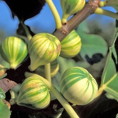 Figues panachées