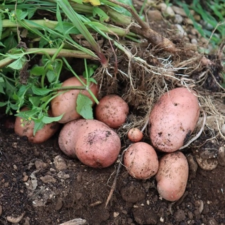 Pommes de terre Dalida