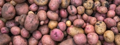Mélange variétés de pommes de terre