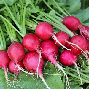 Radis ronds rouges
