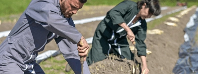 Récolte des asperges en butte