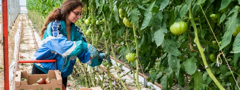 Récolte tomates